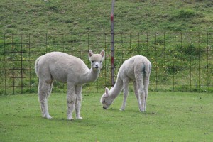 Alpaca